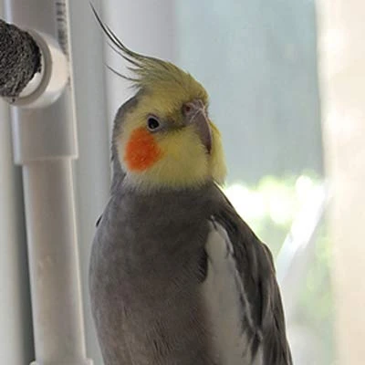 TOP's Napoleon's Seed Mix For All Small Hookbills, Non-GMO, Soy Free, Corn Free, USDA Organic Certified, 5 Lb 6 TOP's Napoleon's Seed Mix For All Small Hookbills, Non-GMO, Soy Free, Corn Free, USDA Organic Certified, 5 Lb - Image 4