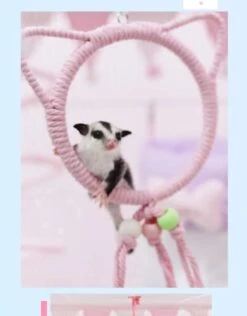 Sugar Glider Climb Swing Squirrel Hamster Sugar Glider Parrots Birds Rats Other Small Pets Supplies (Pink Bear) -Zoo Shop 31IwlO6pOTL