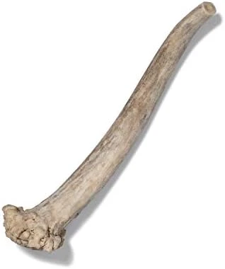 Antler Dog Chew From Pet Expertise, Gigantic 12-14" Long, 1 Piece 12 Antler Dog Chew From Pet Expertise, Gigantic 12-14" Long, 1 Piece - Image 10