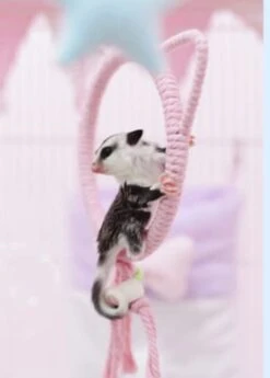 Sugar Glider Climb Swing Squirrel Hamster Sugar Glider Parrots Birds Rats Other Small Pets Supplies (Pink Bear) -Zoo Shop 31Q35DTCGnL