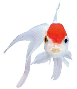 Sera 884 Goldy Color Spirulina 8.3 Lb 10L Pet Food, One Size -Zoo Shop 31aIKnV4VVL