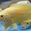 GENERIC 3 Pack Lemon Oscar Cichlids 2" Live Tropical Fish For Tank Or Aquarium -Zoo Shop 31sycf0HXoL