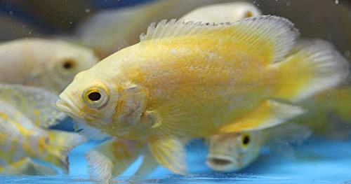 GENERIC 3 Pack Lemon Oscar Cichlids 2" Live Tropical Fish For Tank Or Aquarium 3 GENERIC 3 Pack Lemon Oscar Cichlids 2" Live Tropical Fish For Tank Or Aquarium