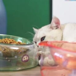 Auto Feeder Elevated Cat Bowl Raised Dog Food Bowl Puppy Feeder Slanted Cat Dish Food Water Bowl Dog Feeding Bowl Dog Puppy Feeding Drinking Bowl Cats Spine Blue Ceramic Cat Bowls -Zoo Shop 410nZZrbXOL