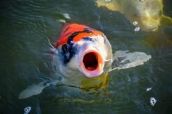 Sera 7145 Koi Nature 11.6 Oz 1.000 Ml Pet Food, One Size -Zoo Shop 414PduuH3xL