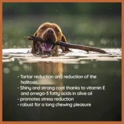 Wildfang® Olive Wood - Chewing Stick For Dogs, 100% Natural Dog Toy, Dental Care & Training… -Zoo Shop 414a5SsjRJL