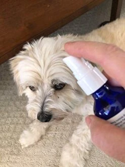 Align - All Natural Liquid Supplement For Good Spinal Health - Apply To Body, Food & Water For Fastest Results (Spray, 2 Ounce) -Zoo Shop 416fh2g6UmL