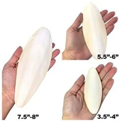 Birds LOVE Natural Cuttlebone – Premium Calcium & Trace Mineral Supplement For Avian Species, Tortoises, And Snails – Pure Cuttlebone For Parakeets, Cockatiels, And All Birds | 12 Pack Of 5 .5-6" -Zoo Shop 417YCEKYe0L