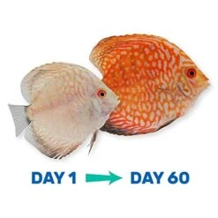 Hikari Vibra Bites, Fish Flavor (9.8oz), Red -Zoo Shop 41ASWPFq1qL