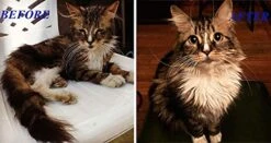 X2 Pcs(100ml) Multivitamin Daily Essential Cat Food Vitamins & Minerals Omega3, Helps Support Health, More Fat, Digestion, Skin, Coat, Allergy Immune Supplement Nourished Blood & Eye -Zoo Shop 41CdrqzYeoL