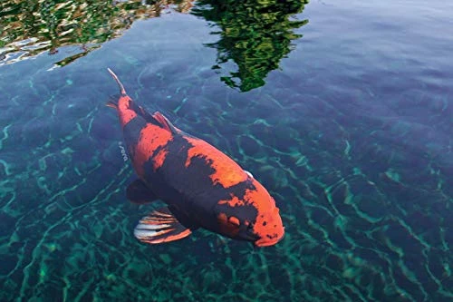 Sera 7022 KOI Color Medium 3.800 Ml Pet Food, One Size 7 Sera 7022 KOI Color Medium 3.800 Ml Pet Food, One Size - Image 5