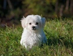 Dog Hair And Skin Supplements - Dog Healthy Hair And Coat - Shinny Coat - Skin Health - Immune Support - Nail Health - Coq10 For Dogs - 60 Treats (1 Bottle) -Zoo Shop 41HlppPYY2L