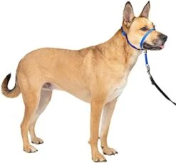 PetSafe Gentle Leader No-Pull Dog Headcollar - The Ultimate Solution To Pulling - Redirects Your Dog's Pulling For Easier Walks - Helps You Regain Control - Medium , Black -Zoo Shop 41LXf33q9AL. AC