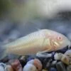 Swimming Creatures 5 Albino Corydoras, Albino Corycats, Freshwater Aquarium Catfish -Zoo Shop 41LxvNJ7MML