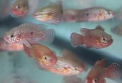 GENERIC 3 Pack Of Blood Jewel Cichlids 1-2" Live Red Tropical Fish For Tank Or Aquarium Live Fish -Zoo Shop 41Op64xSFuL