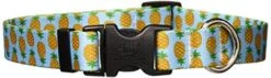 Yellow Dog Design Pineapples Blue Dog Collar, Large-1" Wide Fits Neck Sizes 18 To 28", (PNBL106)