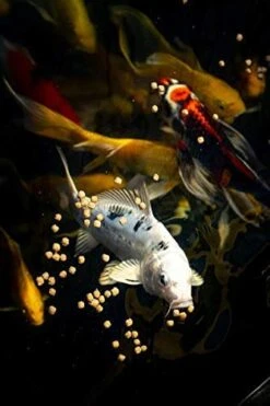 Blue Ridge Fish Food [2LB], Mini And 3/16" Floating Pellet, Koi And Goldfish Growth Formula Blend -Zoo Shop 41TKxa1LBVL 2