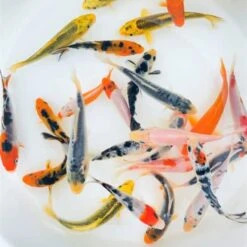Toledo Goldfish Standard Fin Koi, Variety Of Colors And Patterns - Perfect For Ponds Or Aquariums - 3-4 Inches, 50 Count 29 Toledo Goldfish Standard Fin Koi, Variety Of Colors And Patterns - Perfect For Ponds Or Aquariums - 3-4 Inches, 50 Count -Zoo Shop 41TYSUOn4eL. AC 5