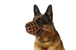 CollarDirect Dog Muzzle German Shepherd Dalmatian Doberman Setter Leather Basket Medium Large Breeds Black Brown (M, Chestnut Brown) -Zoo Shop 41TgOiLle5L