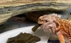 Gargeer 3oz Bearded Dragon Food. Complete Gel Diet For Both Juveniles And Adults. Proudly Made In The USA, Using Premium Ingredients, Fortified Gourmet Formula. Enjoy! -Zoo Shop 41aft6uKDWL