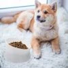 Pet Bowl Handmade Pet Bowl Ceramic Drinking Feeder Dog Dual- Use High Rise Bowl Non- Slip Food Container For Home Shop Pet Supplies (Grey) -Zoo Shop 41bfBdR71wL