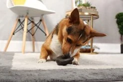 Outback Jack Water Buffalo Horn, Medium -Zoo Shop 41dLp0HQOrL. AC