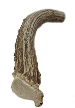 WhiteTail Naturals | Premium Deer Antlers For Dogs (Large) | All Natural Antler Dog Chew | Naturally Shed, Long Lasting Chew Bone, Made In USA (Large (Best For Dogs 40-60 Lbs)) -Zoo Shop 41dQBNc4x3L. AC 1