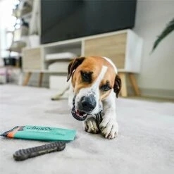 Jiminy's Dental Chews Extra Small – Cinnamon Dog Dental Chews, Teeth Cleaning Dog Treats, Reduce Tartar And Plaque, Made In USA, Cruelty Free, Dog Breath Freshener – 38 Chews -Zoo Shop 41eTaGl2kxL