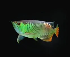 AQUATICBLENDEDFOODS ABF Large Floating PELLETS 7.5 With Krill & SPIRULINA For Koi,Oscar,Pond Fish,Cichlids,ABF15 (16oz - 1 LB.) Heat Sealed - 24HR Ship -Zoo Shop 41fsnWZDTqL