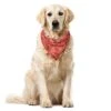 Lunarable Fiesta Party Bandana Collar, Mexican Food Symbols, 16" X 16", Coral Dark Grey -Zoo Shop 41gHwapGBNL