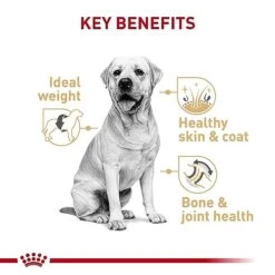 Royal Canin Labrador Retriever Adult Dry Dog Food, 30 Lb Bag 13 Royal Canin Labrador Retriever Adult Dry Dog Food, 30 Lb Bag -Zoo Shop 41iKAL33WzL