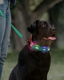 Joytale Light Up Dog Collars Rechargeable, High Visibility LED Dog Collar for Pet Night Walking, 3 Flash Modes, Rainproof PVC Glow Collar Adjustable for Small Medium Large Dogs, Teal, L -Zoo Shop 41p32RVkZmL