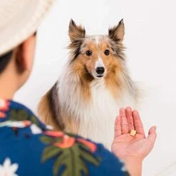 LIFE ESSENTIALS BY CAT-MAN-DOO All Natural Freeze Dried Wild Alaskan Salmon Treats For Cats & Dogs - Single Ingredient No Grain Snack With No Additives Or Preservatives, 5 Ounce Bag -Zoo Shop 41rihw8wkxL