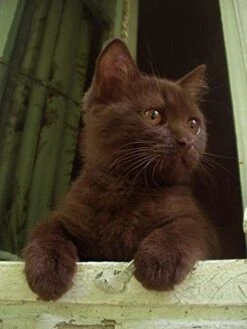 I LOVE MY PETS LLC Omega-3 Cat - Omega 3 Fatty ACIDS For Cats - Best Health Option - Premium - Cat Omega 3 Supplement - 540 Softgels (3 Bottles) -Zoo Shop 41vJ7jx2lnL 1