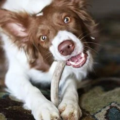 Pupford Split Elk Antlers | Durable & Tough Chew Toy & Treat For Aggressive Chewers - Long Lasting, All Natural, Cleans Teeth & Engages Your Pup | 5-8” Long (1 Count) 13 Pupford Split Elk Antlers | Durable & Tough Chew Toy & Treat For Aggressive Chewers - Long Lasting, All Natural, Cleans Teeth & Engages Your Pup | 5-8” Long (1 Count) -Zoo Shop 41vmhl9vwXL