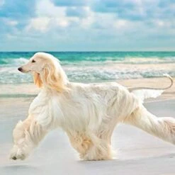 Dog Skin And Coat Supplements - Dog Hair And Coat Health Complex - Healthy Skin And Nails - Itch Relief - Powerful - Vitamin A For Dogs - 120 Treats (2 Bottles) -Zoo Shop 41vxdW6as8L 1