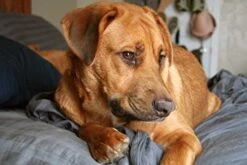 Dog Allergy Anti Itch - Allergy And Itch Relief For All Dogs - Any Size - With Turmeric And QUERCETIN - Immune Boost - Dog Quercetin - 2 Bottles (150 Tablets) -Zoo Shop 41y9zVUA3PL 4