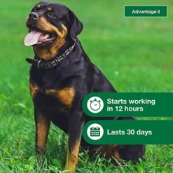 Advantage II XL Dog Vet-Recommended Flea Treatment & Prevention | Dogs Over 55 Lbs. | 4-Month Supply -Zoo Shop 510AZbCBEQL