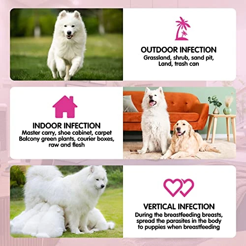 Flea And Tick Prevention For Dogs Chewables Tablets - Natural Flea And Tick Supplement For Dogs - Flea And Tick Chews For Dogs - Oral Flea Pills For Dogs - All Breeds And Ages (120 PCS) 7 Flea And Tick Prevention For Dogs Chewables Tablets - Natural Flea And Tick Supplement For Dogs - Flea And Tick Chews For Dogs - Oral Flea Pills For Dogs - All Breeds And Ages (120 PCS) - Image 5