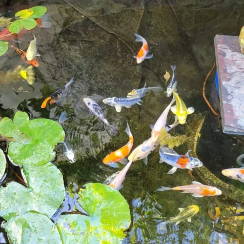 Toledo Goldfish Standard Fin Koi, Variety Of Colors And Patterns - Perfect For Ponds Or Aquariums - 3-4 Inches, 50 Count 6 Toledo Goldfish Standard Fin Koi, Variety Of Colors And Patterns - Perfect For Ponds Or Aquariums - 3-4 Inches, 50 Count - Image 4