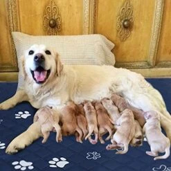 Aricuctr Washable Pee Pads For Dogs, Whelping Pads Washable And Waterproof Reusable Large Puppy Pads Pet Training Pads, Playpen Dogs Mat