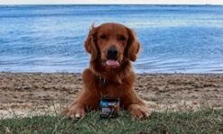 Northern Cascades Dog Immunity Supplement Supporting Superfood Mushroom To Strengthen K9 Immune System And Increase Vitality 11 Northern Cascades Dog Immunity Supplement Supporting Superfood Mushroom To Strengthen K9 Immune System And Increase Vitality -Zoo Shop 518hDNLreXL