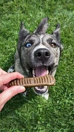 Jiminy's Dental Chews For Medium Sized Dogs – Cinnamon Dog Dental Chews, Teeth Cleaning Dog Treats, Reduce Tartar And Plaque, Made In USA, Cruelty Free, Dog Breath Freshener – 12 Chews -Zoo Shop 518z8qU5rkL