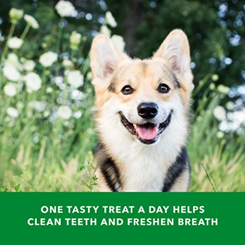 Amazon Brand - Wag Dog Dental Chews - Green Brush - Large Dogs (50 - 100 Lb), 36Oz, 24 Count 7 Amazon Brand - Wag Dog Dental Chews - Green Brush - Large Dogs (50 - 100 Lb), 36Oz, 24 Count - Image 5
