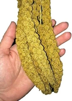 Birds LOVE Wholesome & Lovely Spray Millet Non-GMO No Pesticide (No Stems Only Edible Tops) For Parrots Birds Cockatiel Lovebird Keets Finch Canary All Parrots Healthy Treat-5lbs… -Zoo Shop 51BjgfYWgfL. AC