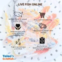 Toledo Goldfish Standard Fin Koi, Variety Of Colors And Patterns - Perfect For Ponds Or Aquariums - 3-4 Inches, 50 Count 22 Toledo Goldfish Standard Fin Koi, Variety Of Colors And Patterns - Perfect For Ponds Or Aquariums - 3-4 Inches, 50 Count -Zoo Shop 51Cd9ARqdmL 1