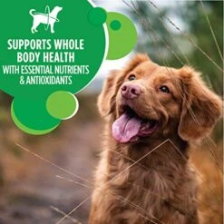 IAMS Adult Minichunks Small Kibble High Protein Dry Dog Food With Real Chicken, 40 Lb. Bag -Zoo Shop 51CunIfi8sL