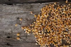 Big Tine Fortified Deer Blend, 10lb -Zoo Shop 51GjZ6CtbFL