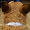 Small 'Fast Food' Dog Collar (PR00032645) -Zoo Shop 51HMau6e1bL