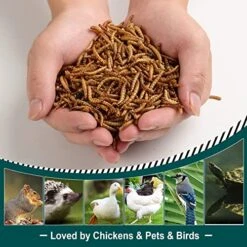 WORKPOINT 22LBS Dried Mealworms For Chickens, 100% Natural Premium Quality Non-GMO, Treats For Poultry, Chickens, Ducks And Geese -Zoo Shop 51IEYTJJnkL